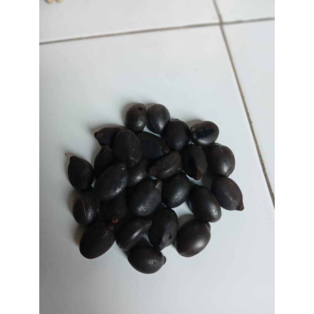 biji aren genjah /bibit aren genjah varieetas unggul