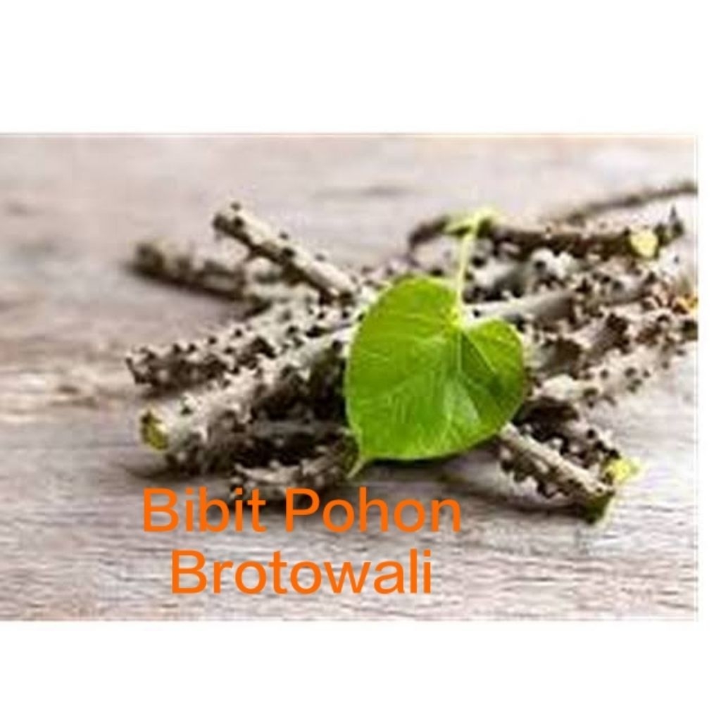 Bibit pohon brotowali#Brotowali#pohon brotowali
