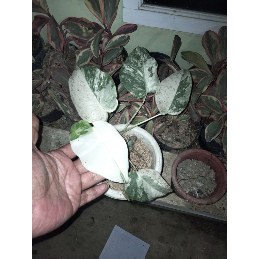 Monstera Varigata 5 Daun Fresh