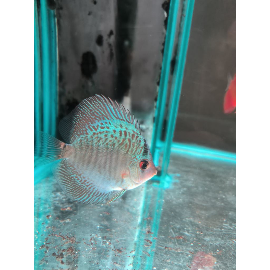 blue scorpion discus