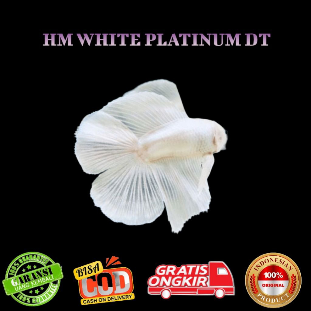 Halfmoon Double Tail white Platinum Jantan size S-M Random