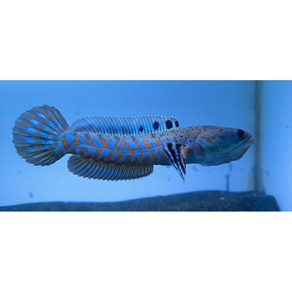 Ikan Channa Blue Pulchra Ukuran 8-9 cm, Warna Biru Metalik Elegan