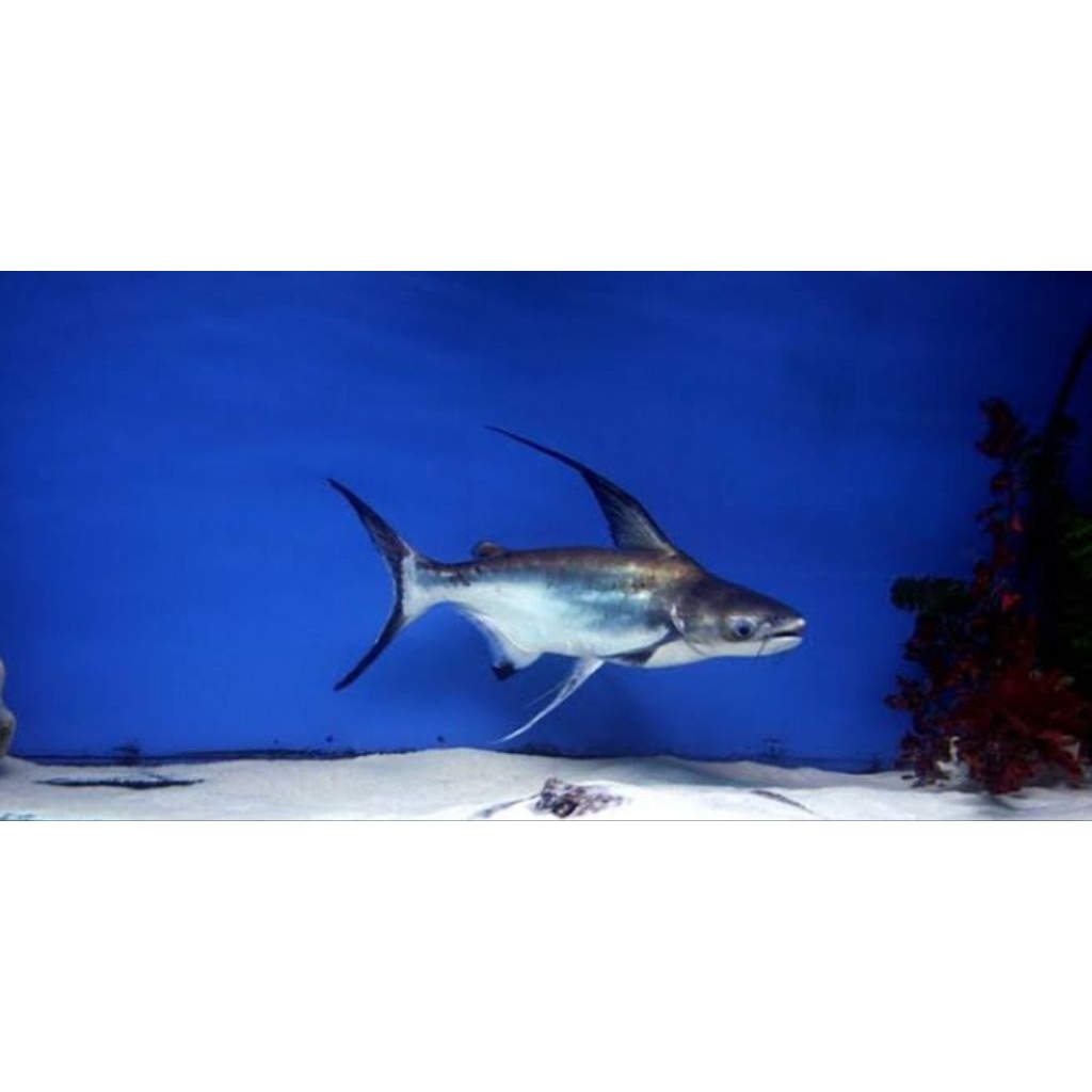 GENGHISKHAN-HIU.PAROON.+-15CM-HIU.TAWAR-PANGASIUS.HIFIN