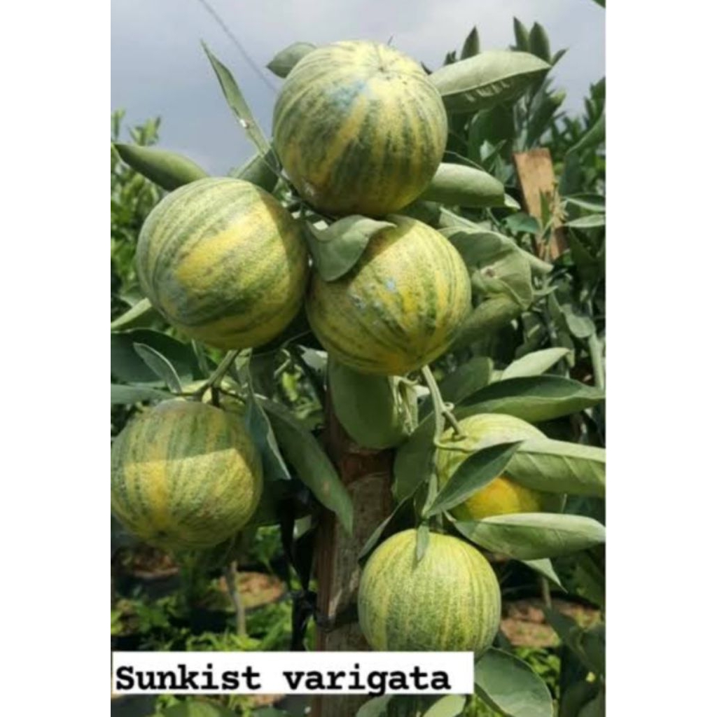 Tanaman Buah Jeruk Sunkist Varigata Kondisi Berbuah | Jeruk Iris Manis | Tambulampot