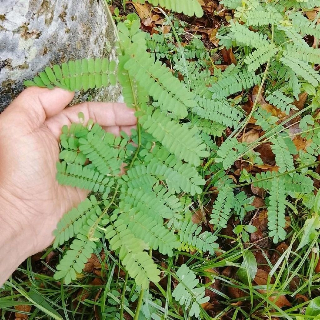 tanaman bibit pohon saga bibit pohon saga rambat herbal