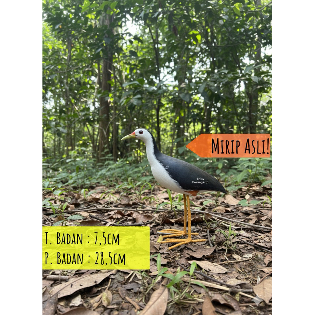 Patung alat pikat burung ruak ruak