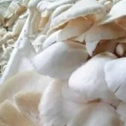 Jamur Tiram 1 Kg 1kg