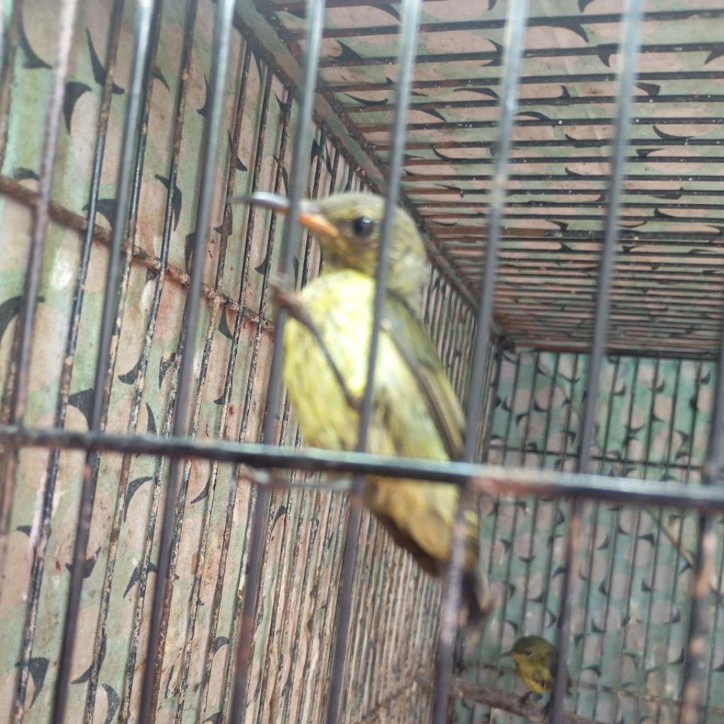 Konin ijoan paruh oren bahan prediksi jantan