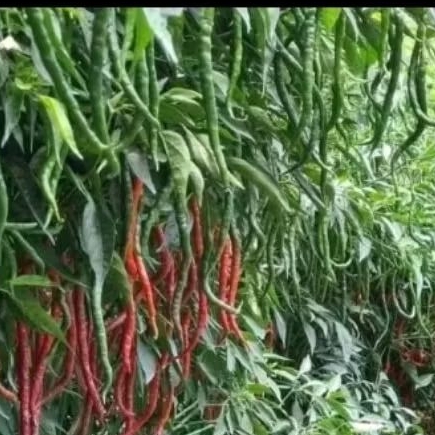 Garansi Tumbuh Ganti Baru - Benih Asli Cabe Lokal Siboras 2000 butir - CMK Bibit Biji Cabe keriting 