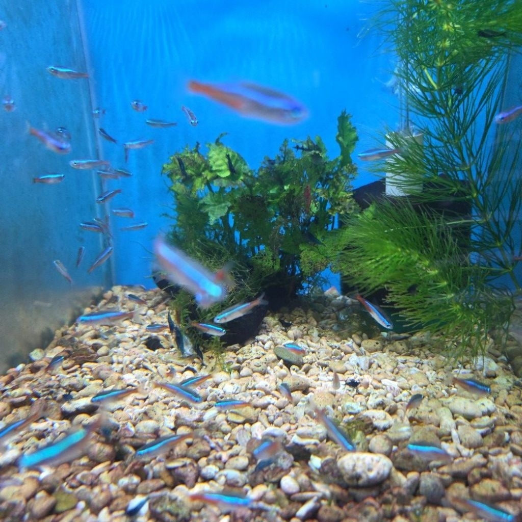 ikan neon tetra