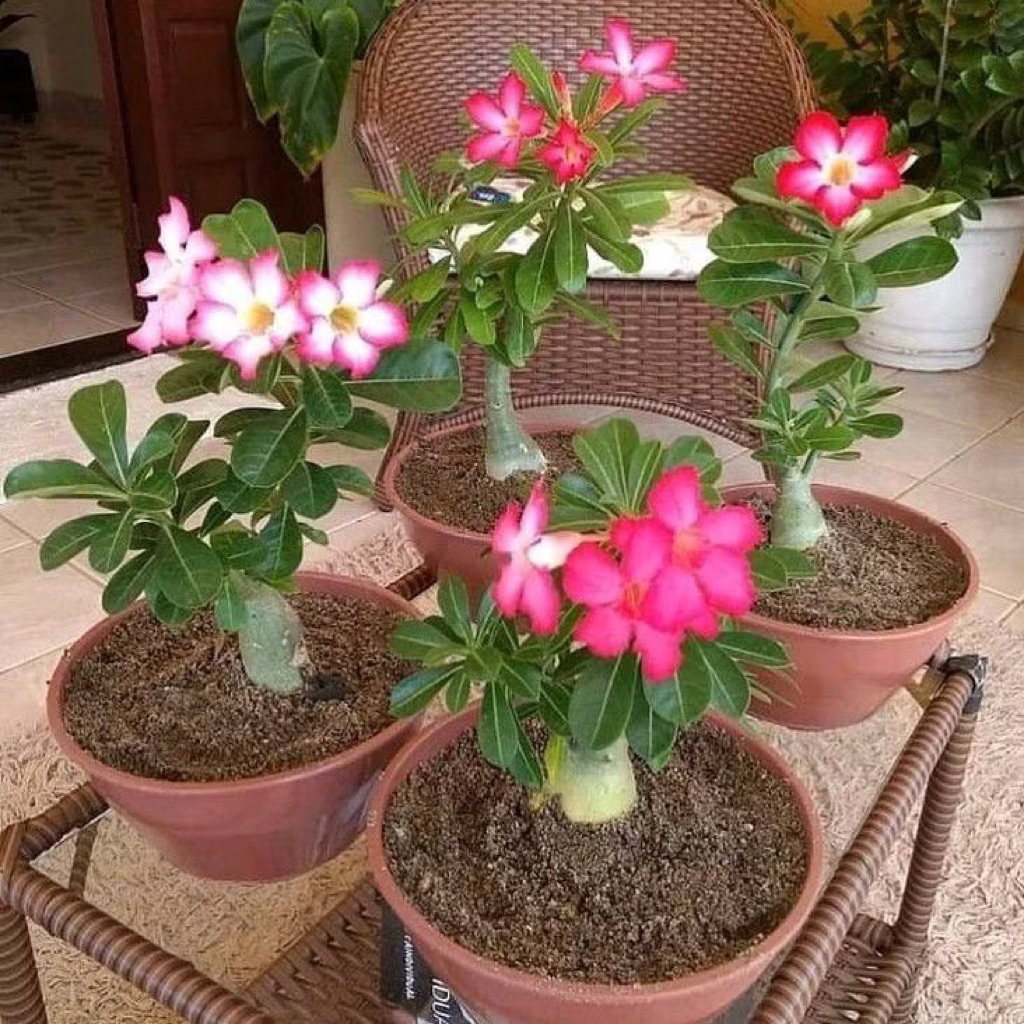 Bibit Tanaman Adenium Bunga Grafting