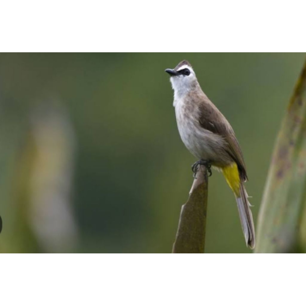trucukan kebo figterJawa timur jantan sudah bunyi COD