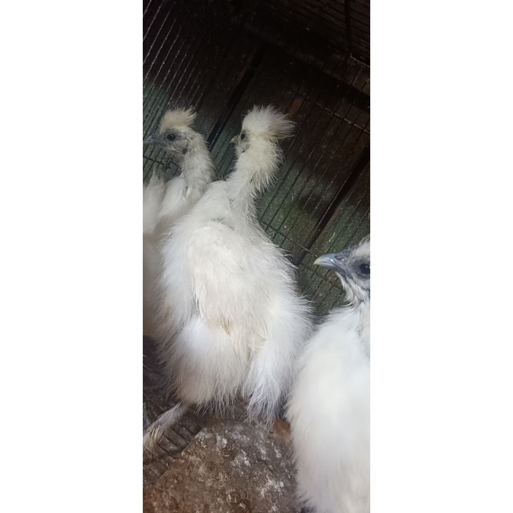 AYAM KAPAS SEPASANG DEWASA