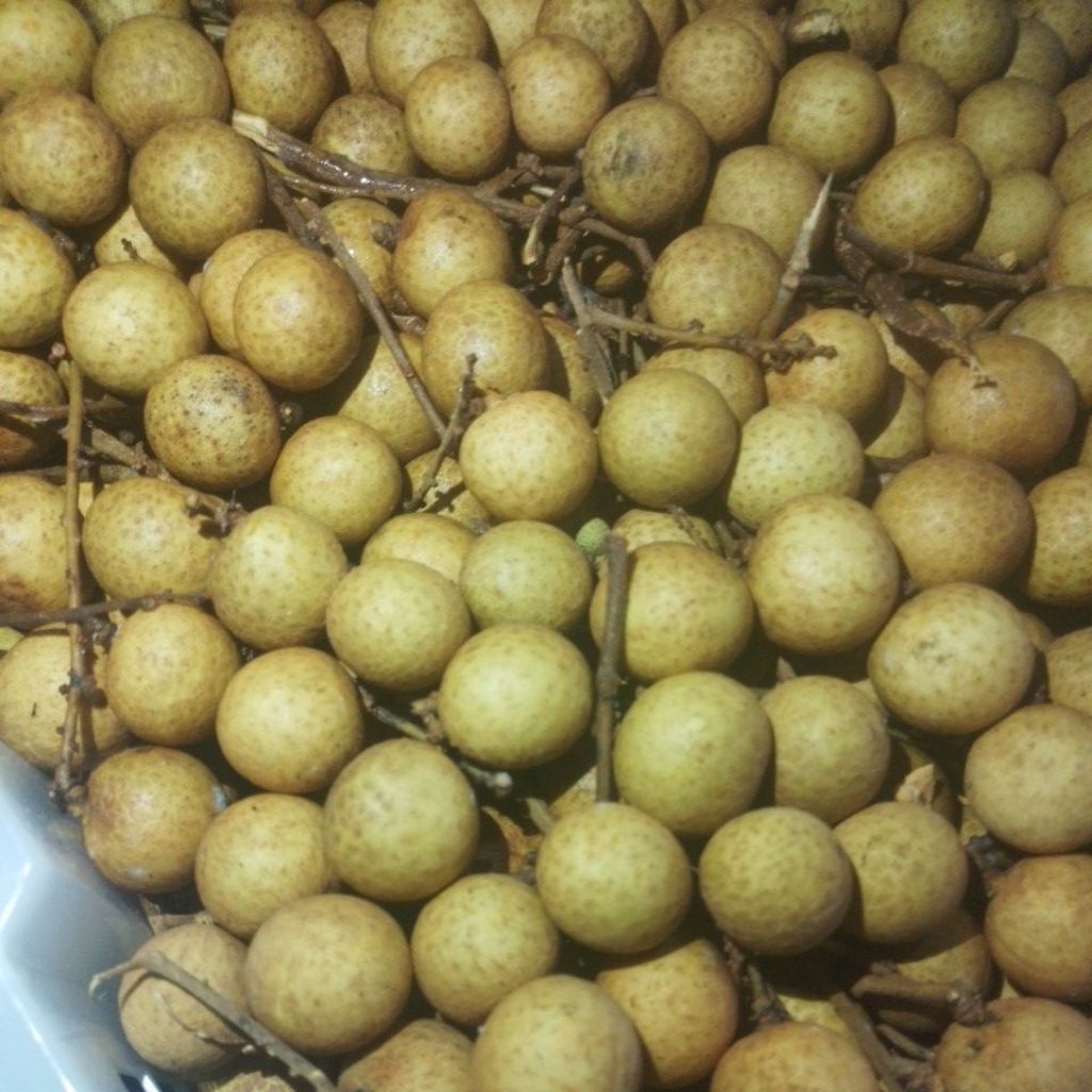 PROMO kelengkeng BANGKOK 1 kg