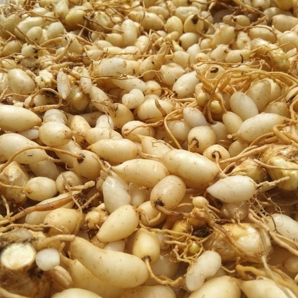 Kunyit Putih/Rempah Segar/Pasar Sayur Makassar