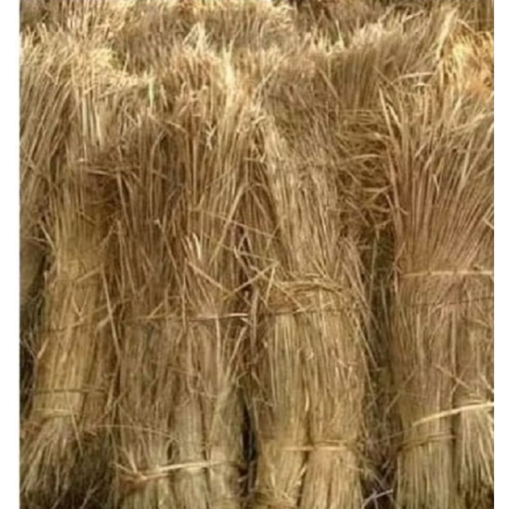 jerami kering padi murah 1 kg dekorasi