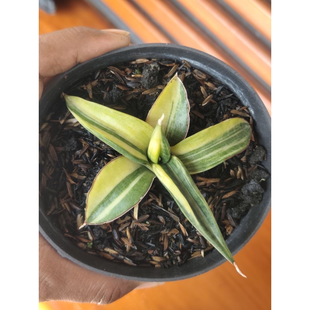Sansevieria Ed eby/Patens Varigata