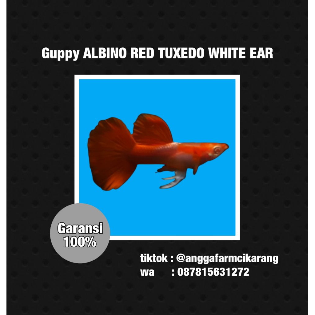 ekstrak ketapang ikan Guppy albino red tuxedo white ear