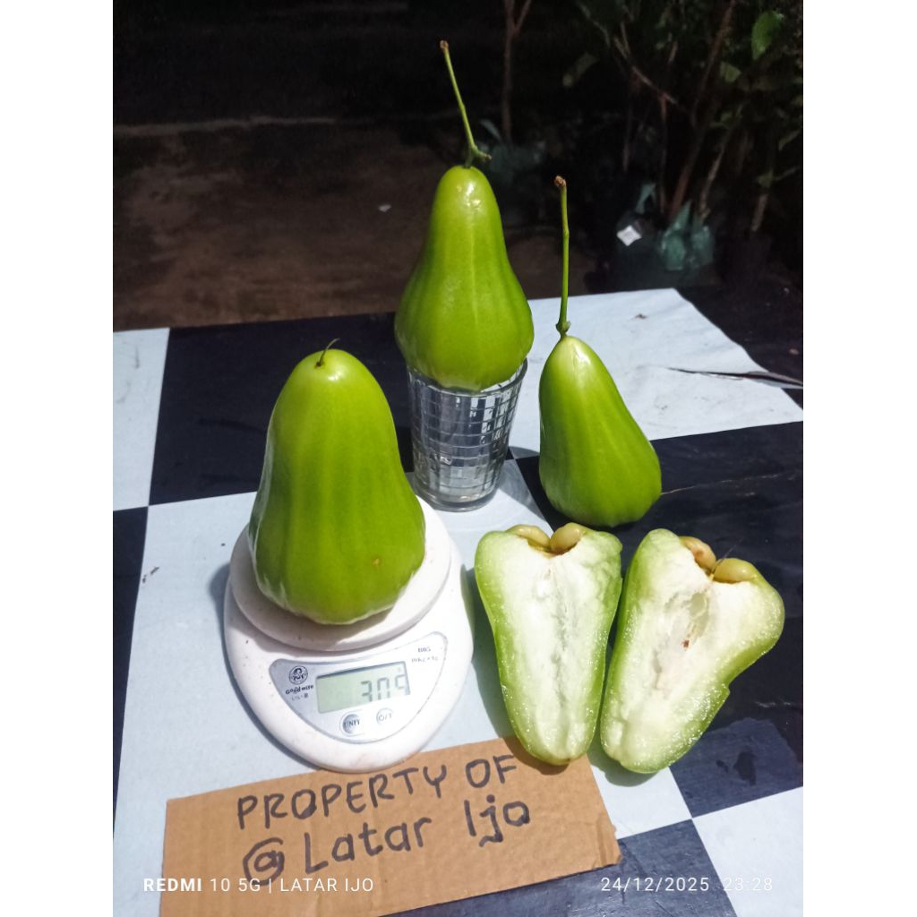cangkok jambu green giant planterbag