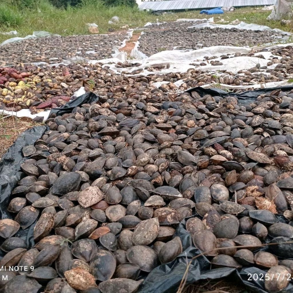 1kg buah biji ketapang kering