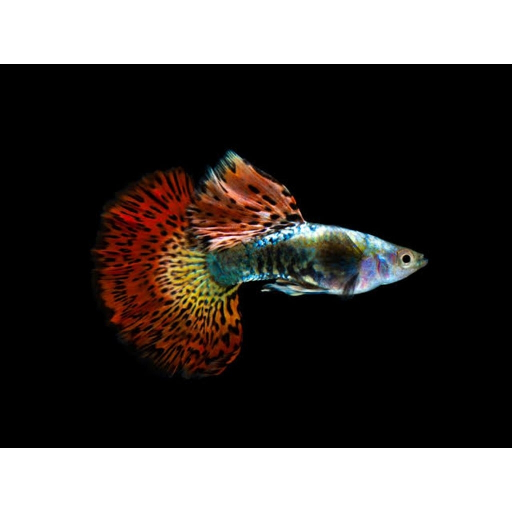 Display Guppy Red Dragon