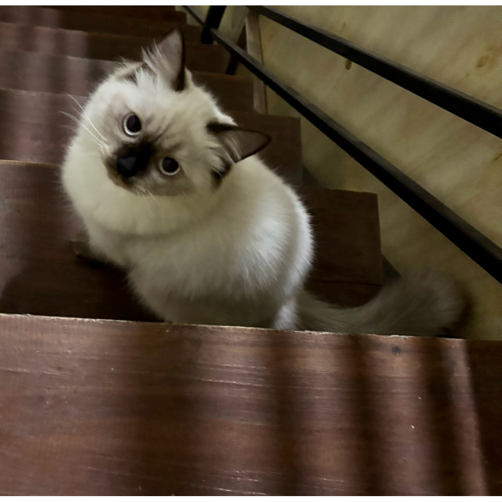 kitten ragdoll sealpoint betina