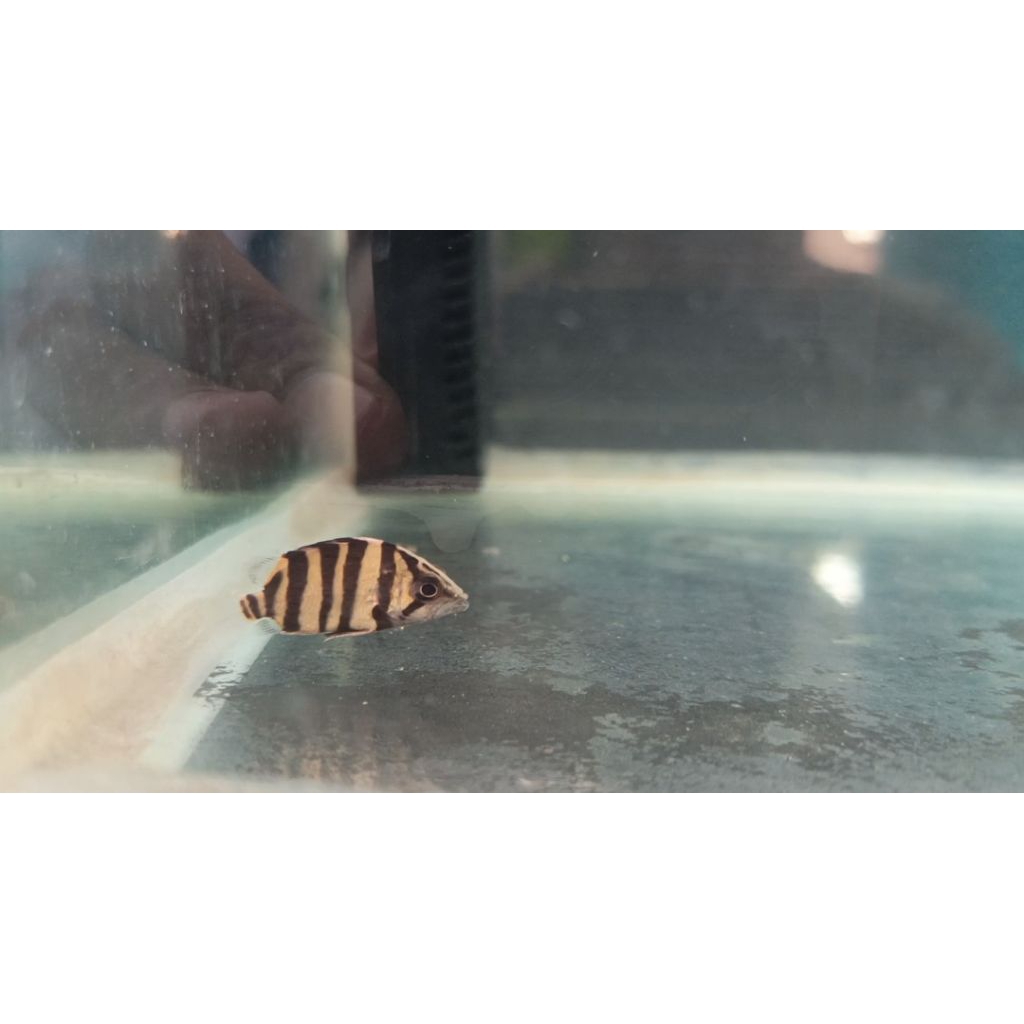 Datz Sumatra 4bar AAA/cbcn 3-6cm