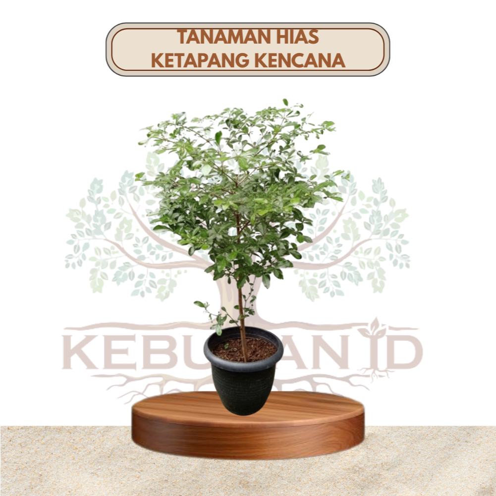 Bibit Ketapang Kencana/Tanaman Ketapang Kencana