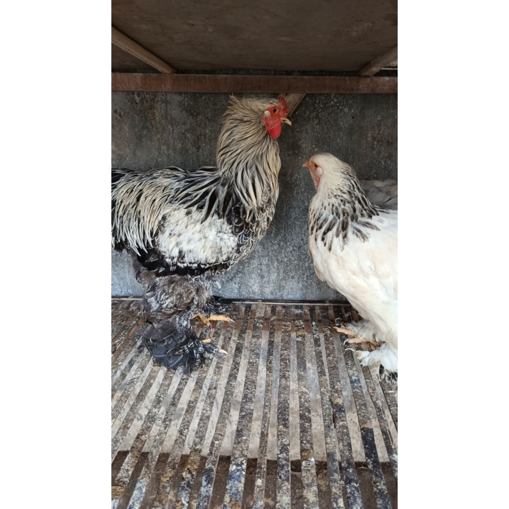AYAM HIAS BRAHMA INDUKAN. mohon chat sebelum order