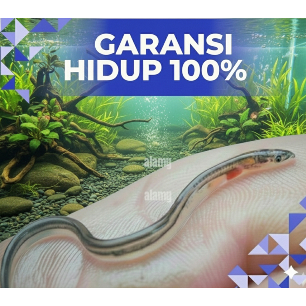Bibit ikan Sidat Grade A Hidup Berkualitas - Benih ikan sidat Siap Budidaya Di Aquarium Terpal Tanah