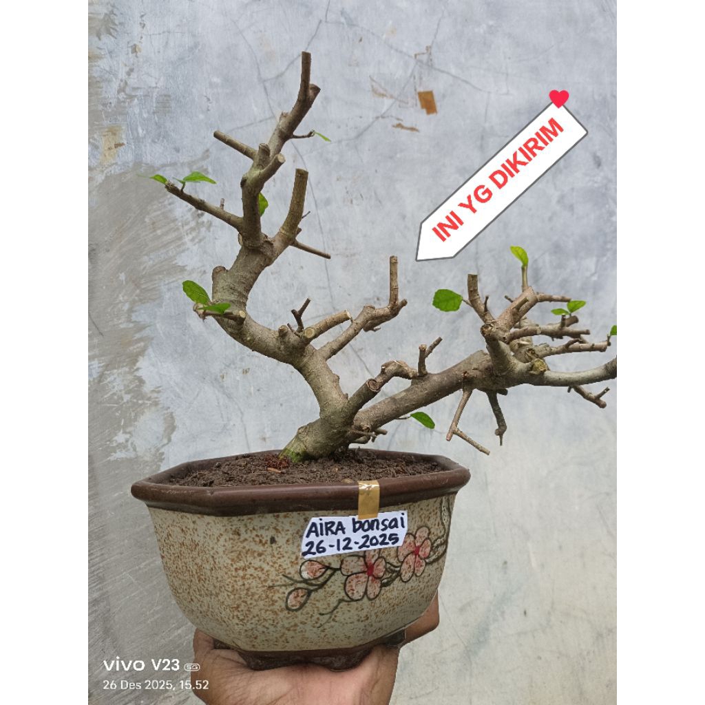 bahan bonsai serut meliuk