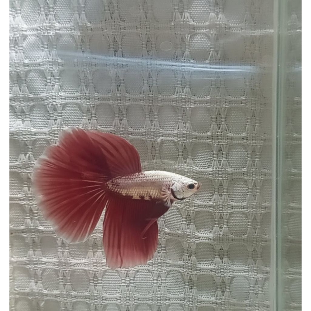 Cupang/Betta