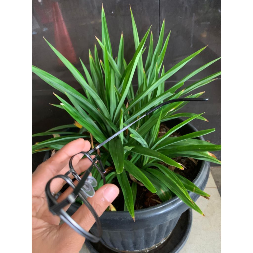 kacamata second original Tommy Hilfiger barang masih mulus dan halus