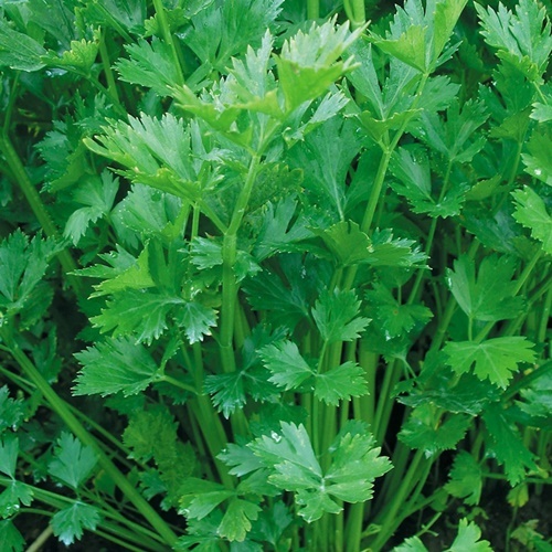 150 Benih Biji Seledri AROMA