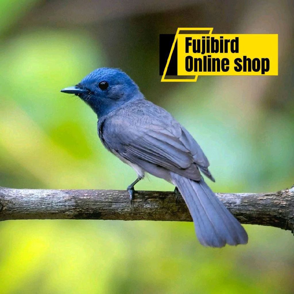 BURUNG KEHICAP RANTING BETINA PILIHAN AVIARY