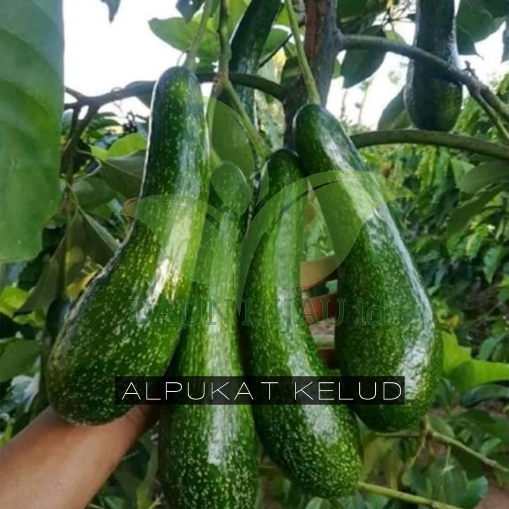 bibit tanamam alpukat kelud super panjang bibit sudah hasil okulasi cepat berbuah 1 tahun sudah bisa
