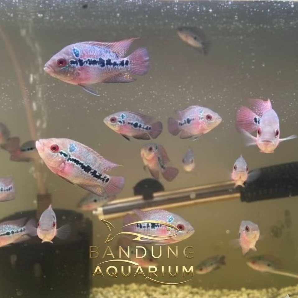 Anakan Louhan SRD Super Red Dragon 5-6cm