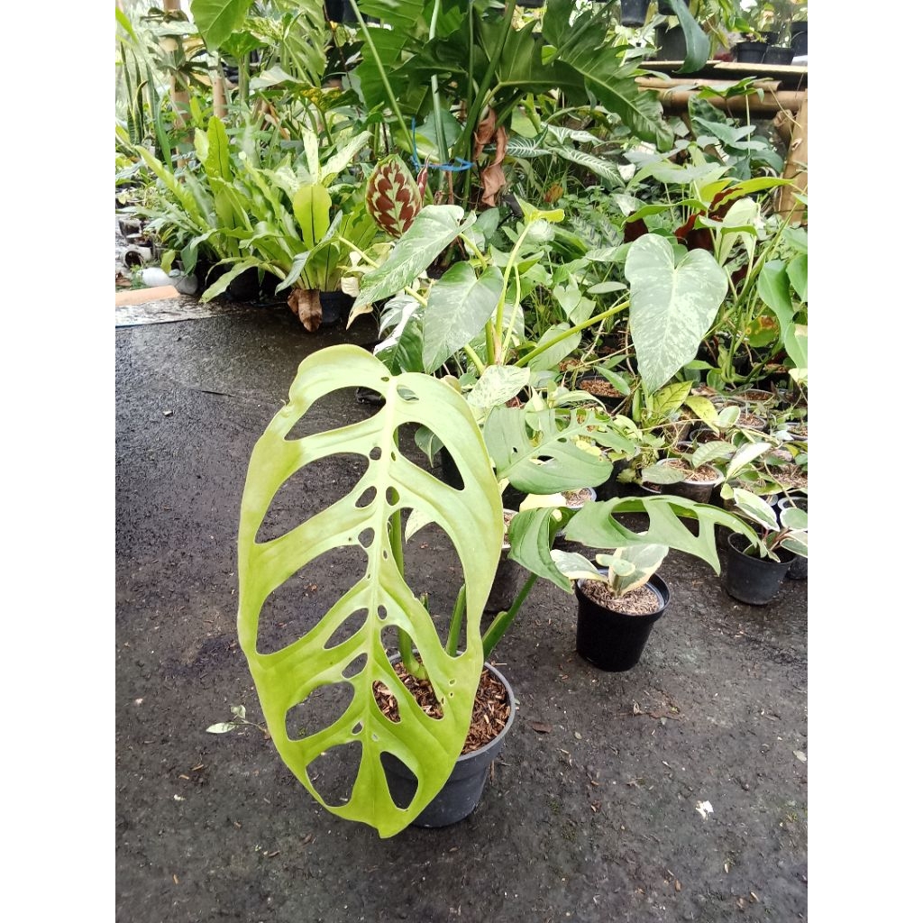 Tanaman Hias Jandabolong Esqualeto