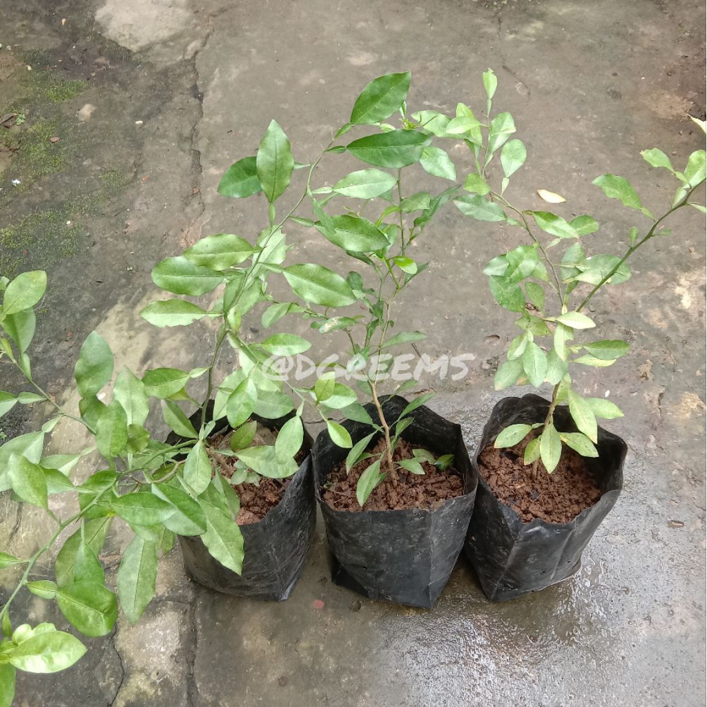 Jeruk Limau Kuit Tanaman Siap Tanam Bibit Besar