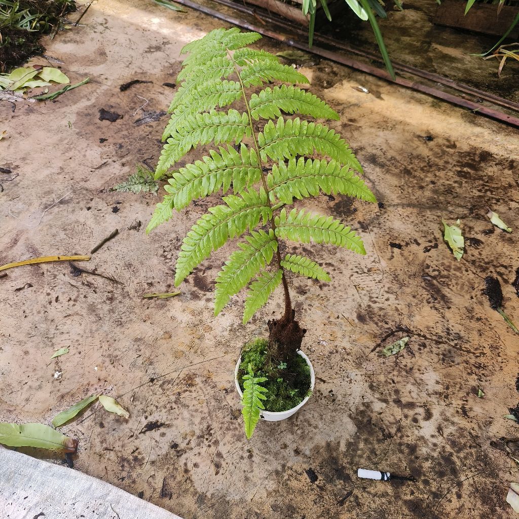 Tanaman Hias Pakis Monyet Hidup