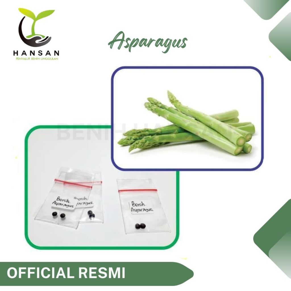 2 Bibit Asparagus Sayur F1 Mary Washington Benih Sayuran Import Super