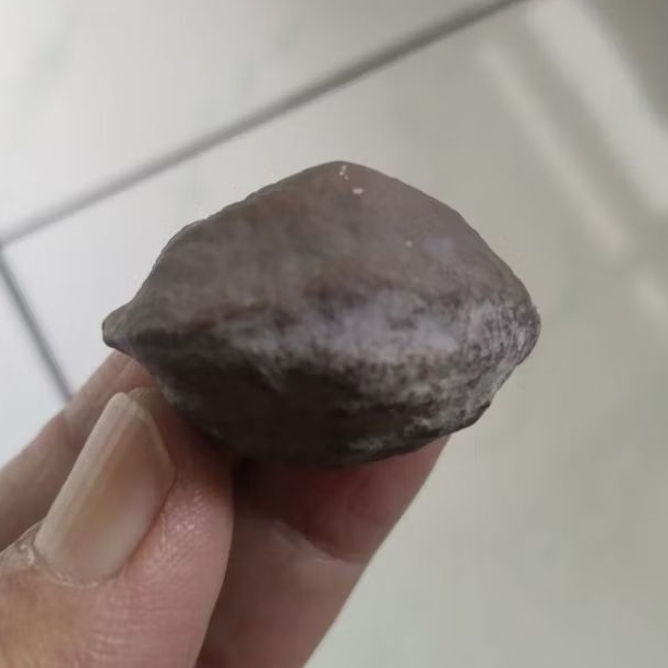 Kemiri Adu Muncang Adu Jawa Si Kawung Ori Full Tua