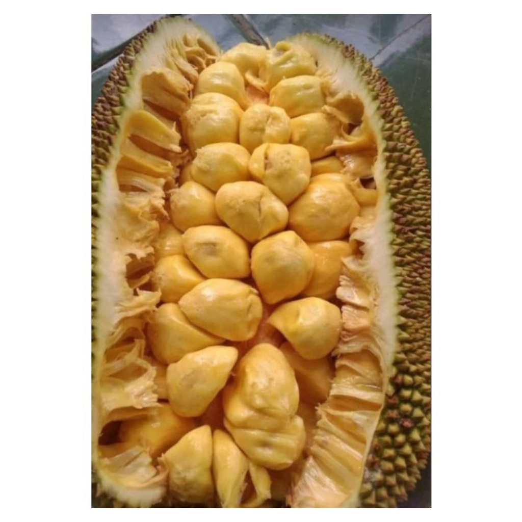 Buah campedak buah nangka walanda buah nangka beurit buah nangka belanda fresh 1 buah buah musiman b