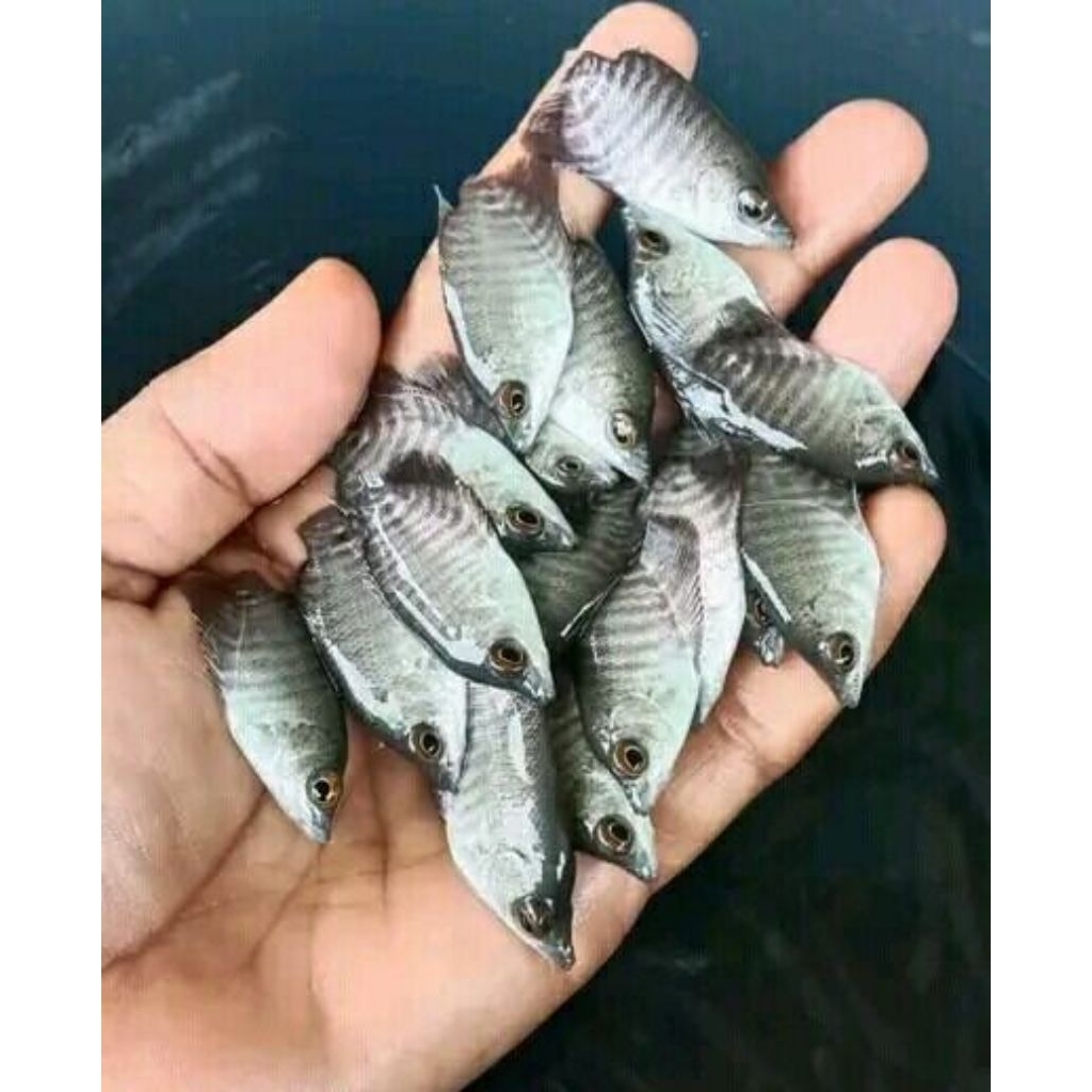 benih gurame soang paketan 10 ukuran jempol