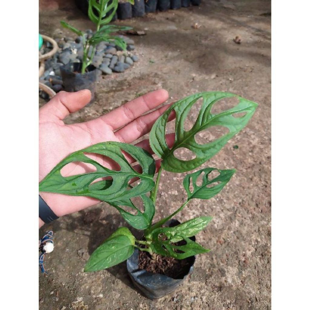 murah tanaman hias janda bolong - tanaman hias rambat