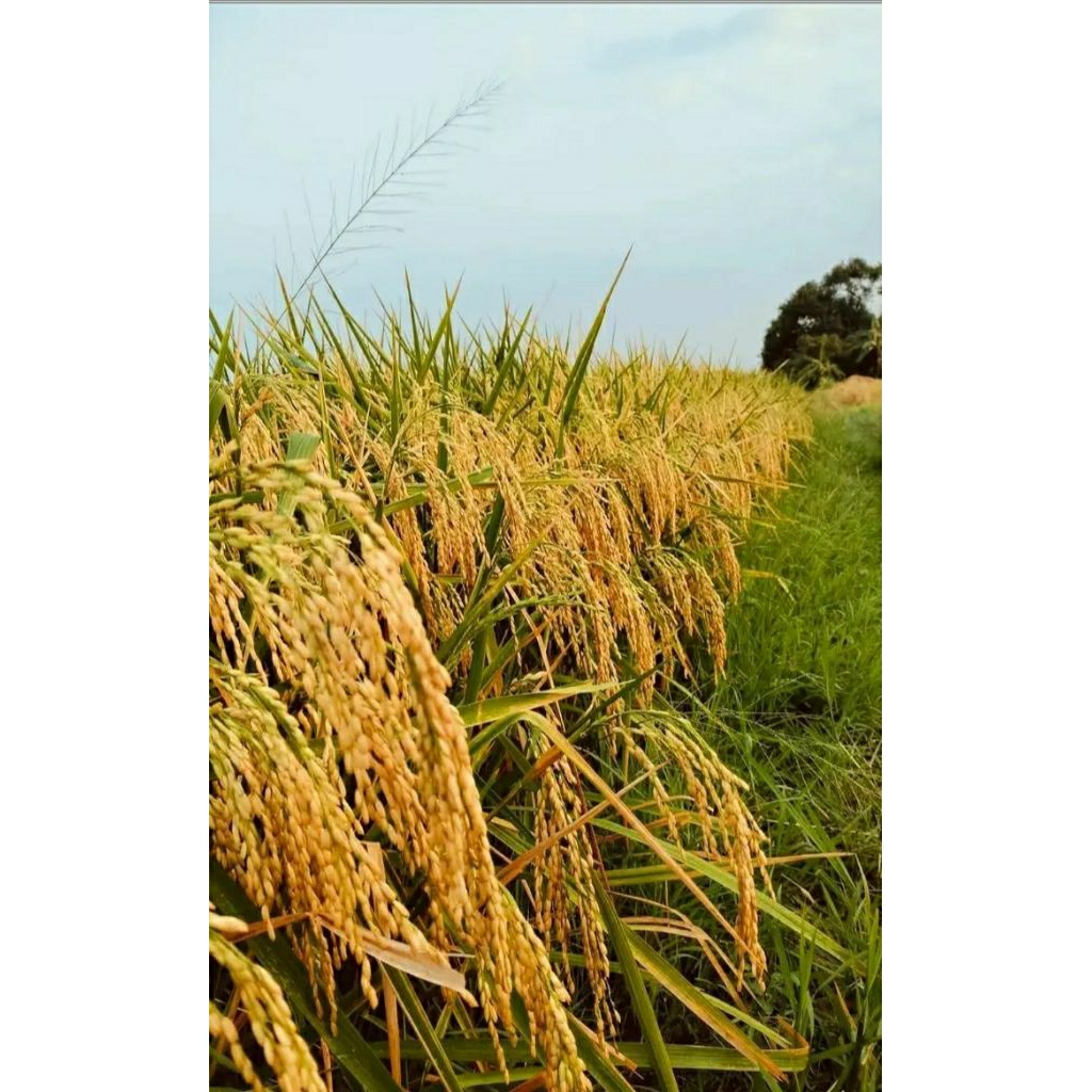 BENIH PADI GOLDEN PETIR 1 KG