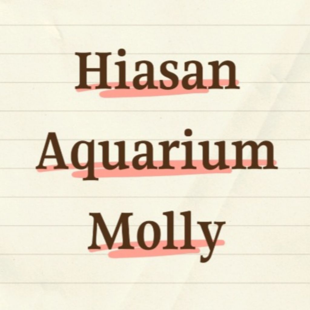 HIASAN AQUARIUM Molly Sailfin/ Molly Platinum Calico Marble