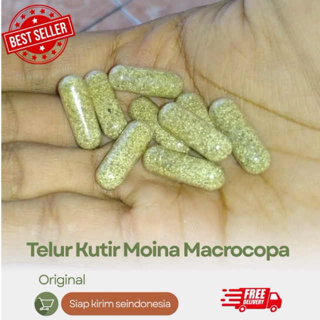 Telur Kutu Air Moina Macrocopa Termurah Sudah Uji Penetasan