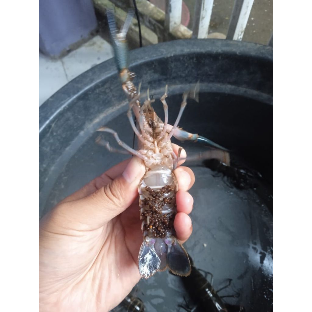 paket 5 induk lobster air tawar redclaw super siap pijah