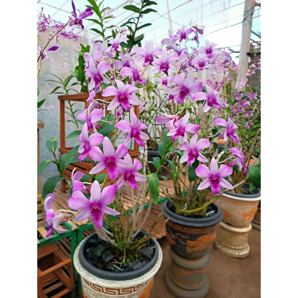 dendrobium mentangai #anggrek#orchids#flowers